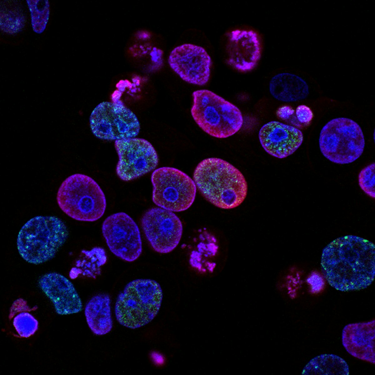 GHRH and GHRP peptide combination research