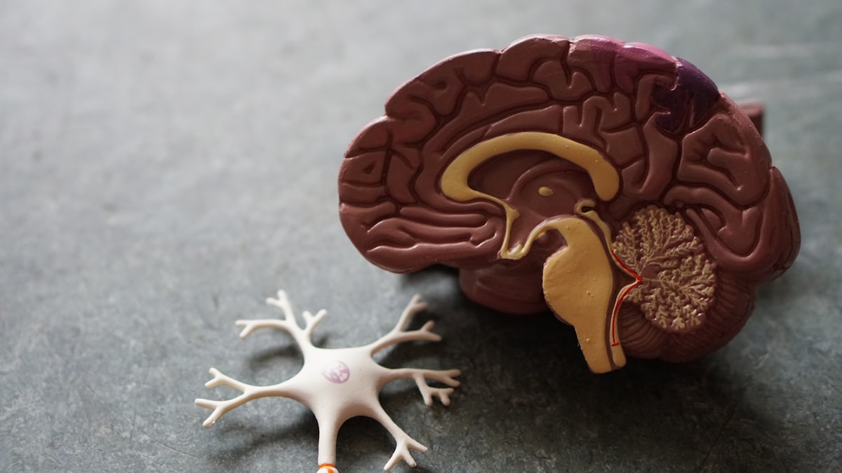 Scientific comparison of nootropic research peptides Semax and Selank